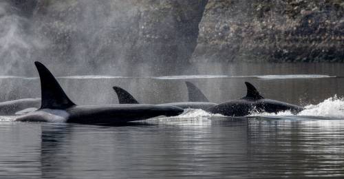 bc_orcas.jpg