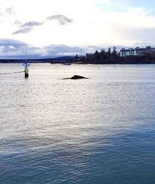 ASCII���Screenshot